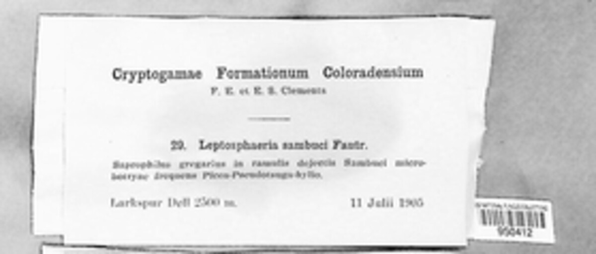 Leptosphaeria sambuci image